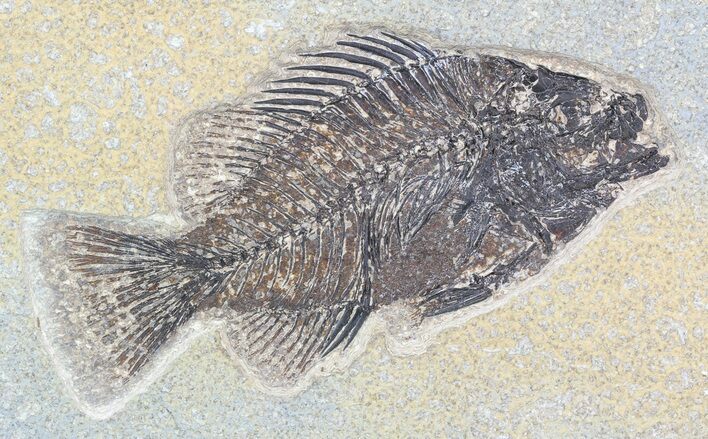 Cockerellites (Priscacara) Fossil Fish - Wyoming #51063